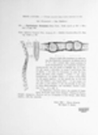 Phyllachora graminis image
